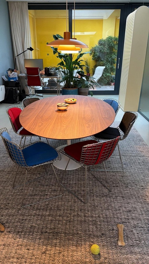 Tulip oval table in walnut