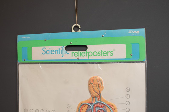 Image 1 of 3D - Reliefposters Nova Rico Florence Italy Scientific - The human being - blood circulation heart