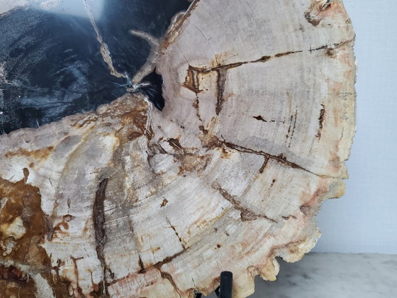 Image 1 of Sezione o fetta di legno pietrificato e fossilizzato sul suo supporto (rif. 3963)