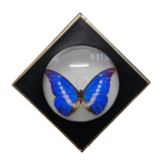 Image 1 of 4 old mounted butterflies in frame