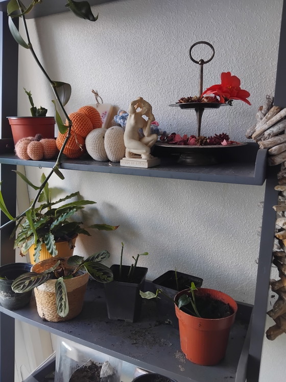 Caja de Esquejes – Regalos, Other (photo 4 of 5)
