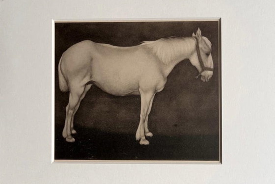 Image 1 of Jan Mankes 1889-1920 / Original Heliogravüre Weißes Pferd 1923