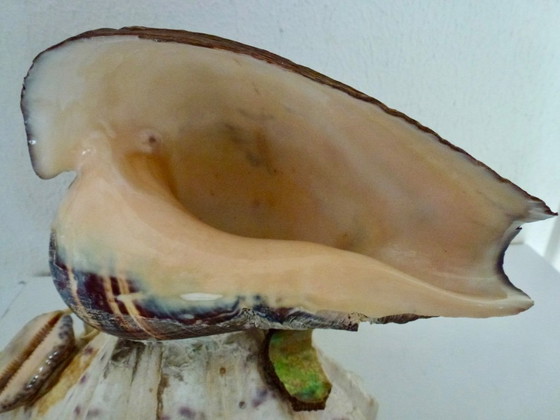 Image 1 of Preciosa lámpara hecha con una concha de abulón antigua.