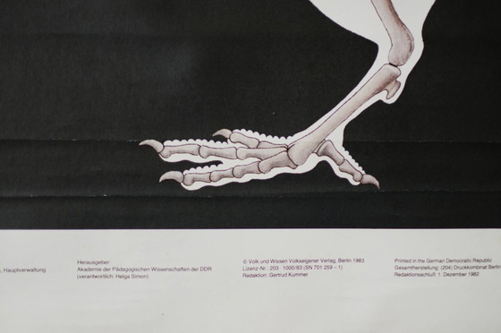 Image 1 of Affiche scolaire vintage RDA, maison squelette, poulet