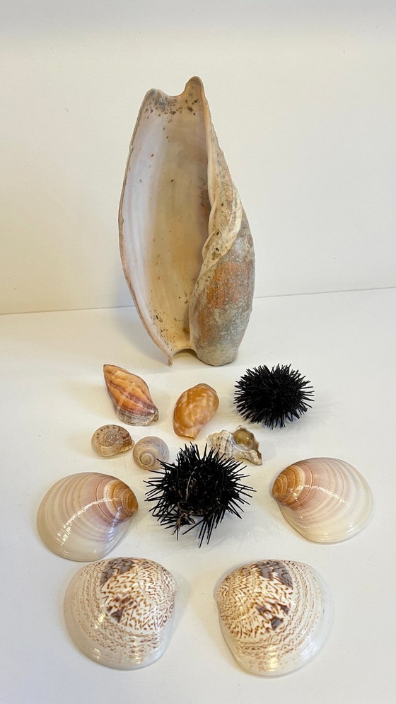 Image 1 of Seashell Collection