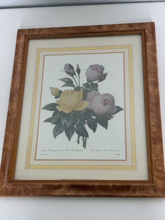 Image 1 of Coppia di stampe botaniche vintage Pierre-Joseph Redouté – Bernard Picture Co. (24x29 cm)
