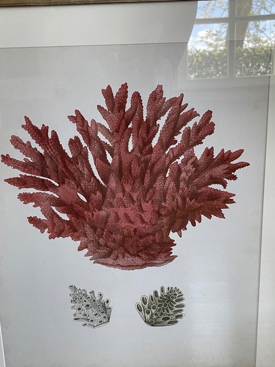 Image 1 of Estampes anciennes de corail rouge par Eichholtz