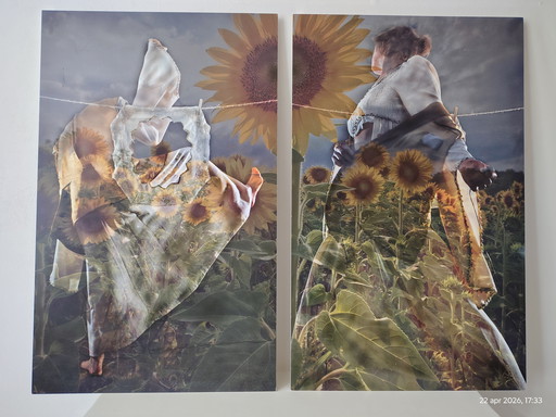 2 fotografische Arbeiten; Titel: Sonnenblume