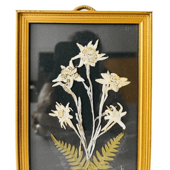 Image 1 of Vintage schilderij met gedroogde bloemen uit het midden van de vorige eeuw, Edelweiss, jaren 50