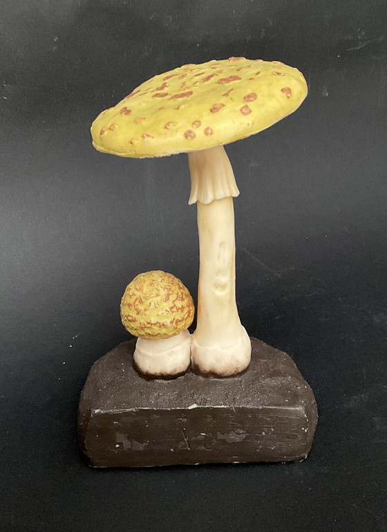 Image 1 of Conjunto exclusivo de 13 modelos de setas Deyrolle / Eurosap-Deyrolle – Colección didáctica de farmacia francesa