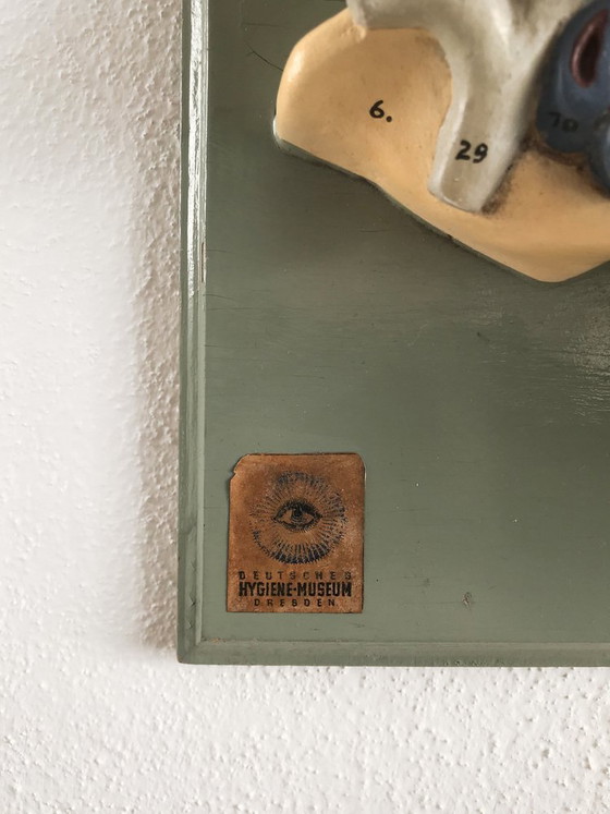 Driedimensionaal anatomisch model, Duitsland, jaren 50 – Beeldhouwkunst (photo 4 of 5)