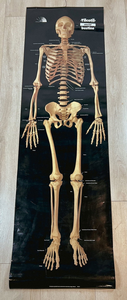 Plasticized poster of human skeleton 157 cm, 1980's