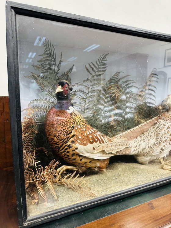 Antique Stuffed Pheasants in Display Case – Decorative Objects, Glass, Wood (photo 4 of 11)