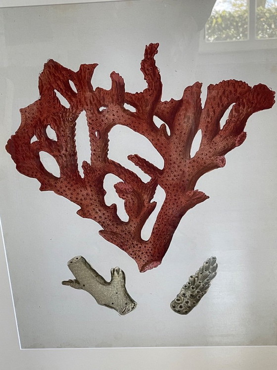 Image 1 of Estampes anciennes de corail rouge par Eichholtz