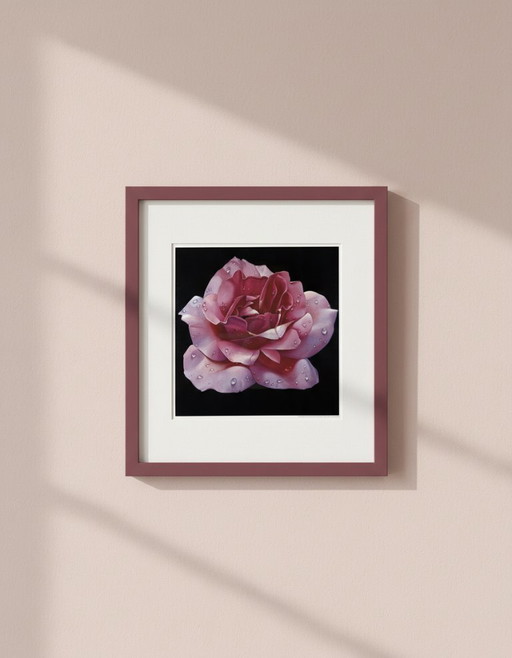 Magic of the Rose - Campana, Franco - Pink Rose - Art Print