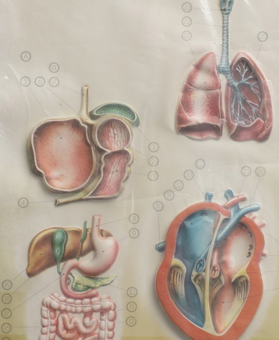 Image 1 of 3D - Reliefposters Nova Rico Florence Italy Scientific - Man - Organs
