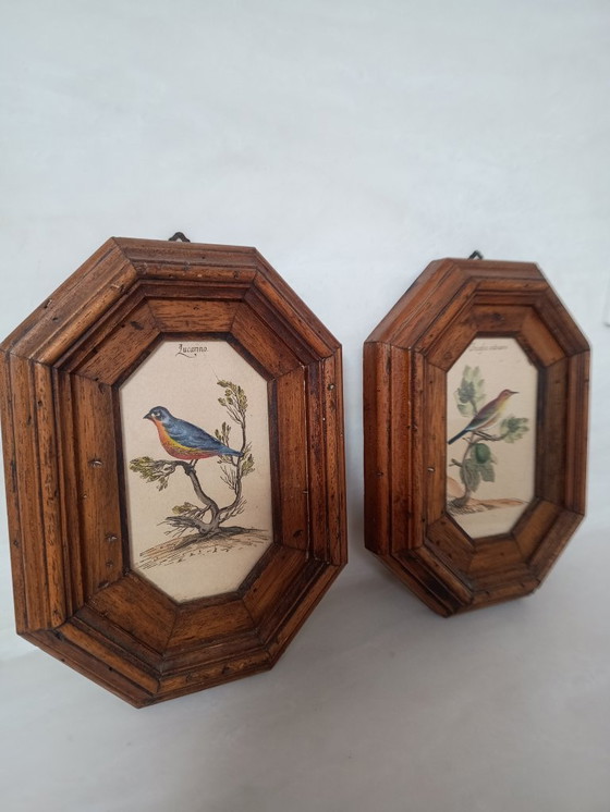 Image 1 of Exposition italienne d'une fauvette mélodieuse et d'un serin d'Europe.