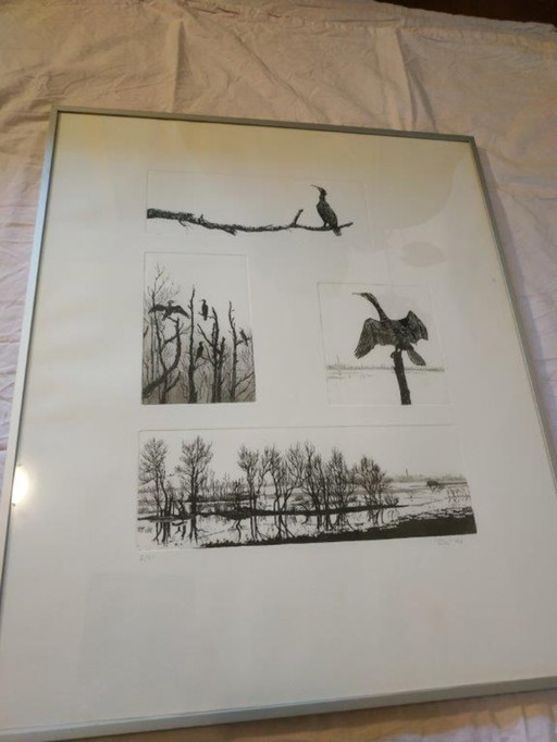 Ans van der Zweep-Heijmen Etching compilation - Cormorants in the Gelderland landscape
