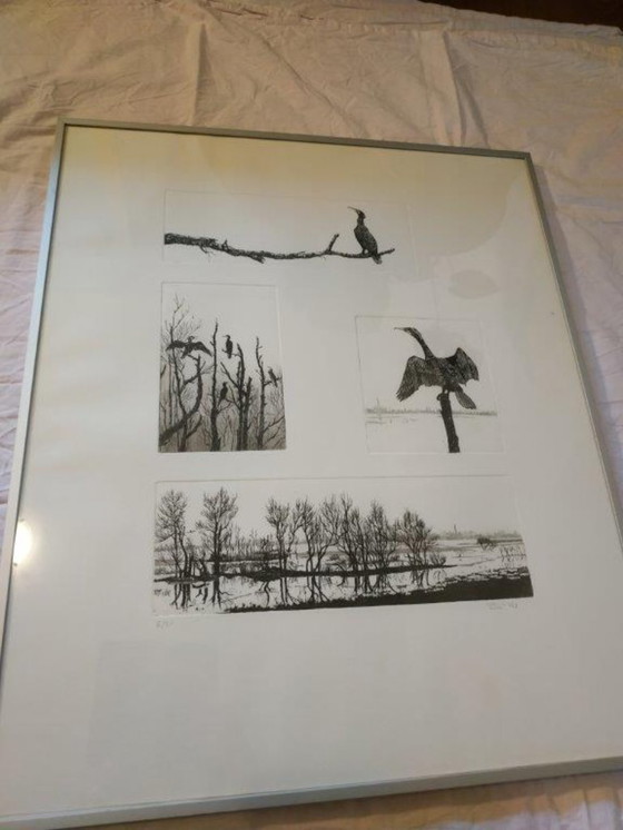 Image 1 of Ans van der Zweep-Heijmen Etching compilation - Cormorants in the Gelderland landscape
