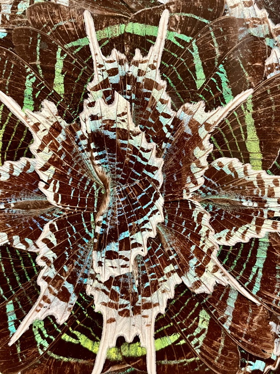 Image 1 of Vintage Midcentury Zitrin-Rio butterfly wing tray – 33×52 cm