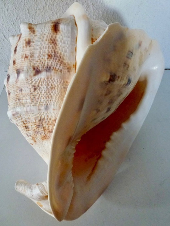 Image 1 of Cassis Cornuta (conchiglia di timone) grande, 22 cm.