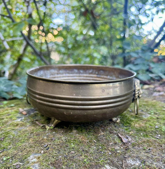 Jardinière leone in ottone del XIX secolo – Vasi per piante, Brass (photo 4 of 7)