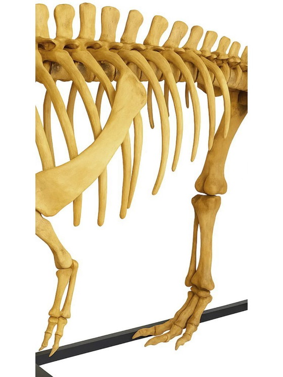 Image 1 of Esqueleto de T-rex - Escultura