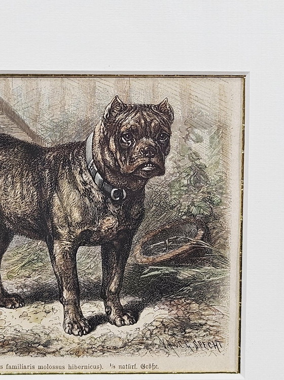 Friedrich Carl Georg Specht, Hund, 1870, Original Holzschnitt, Gerahmt – Lithographien & Drucke (photo 6 of 9)