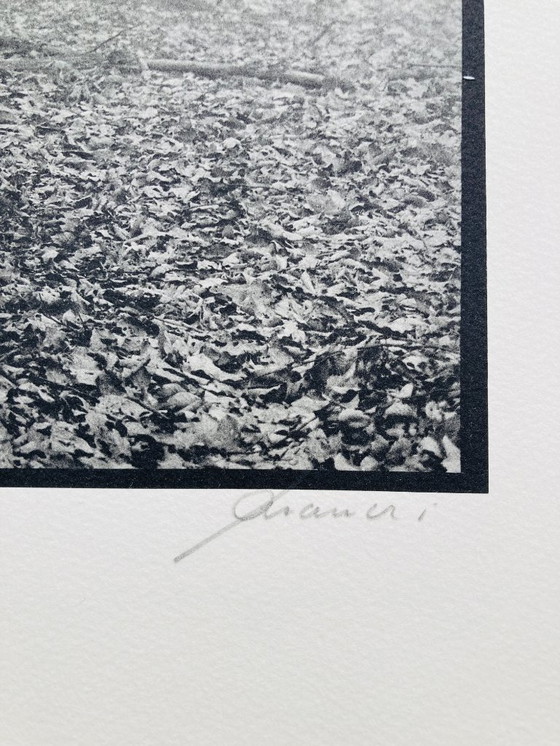 Image 1 of Ralph Janowski - Impresión fotográfica de árboles - Gran formato