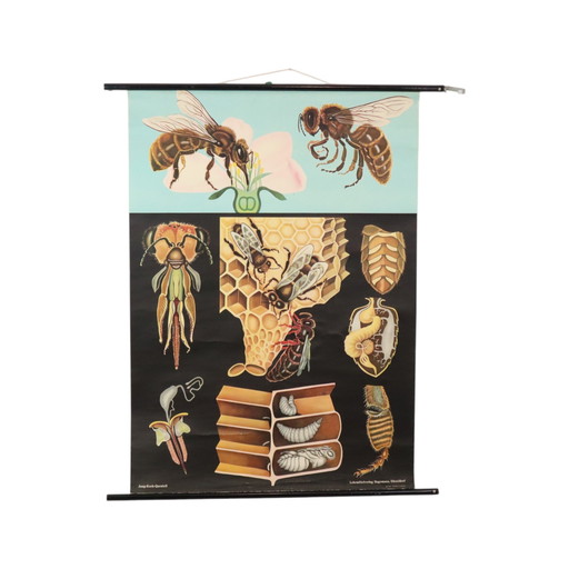 Grande mappa della scuola The Honeybee