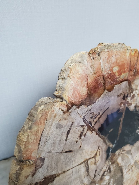 Image 1 of Sezione o fetta di legno pietrificato e fossilizzato sul suo supporto (rif. 3963)