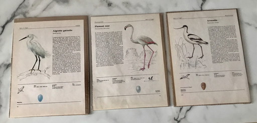 Illustrations of European birds