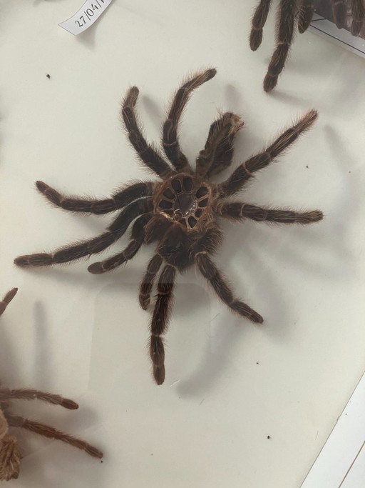 4 vitrines de taxidermie pour tarentules