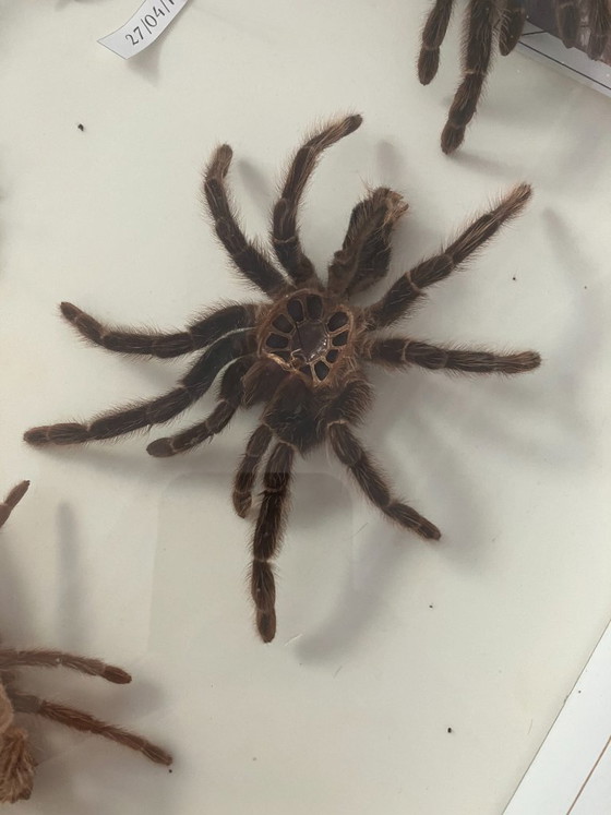 Image 1 of 4 vitrines de taxidermie pour tarentules