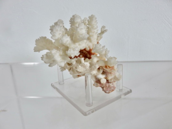 Image 1 of White coral tree, coral reef, 1970