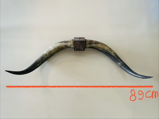 Image 1 of Corna Teschi Palchi Longhorn Bullbar Corna di mucca Bufalo