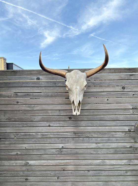 Image 1 of Longhorn XXL