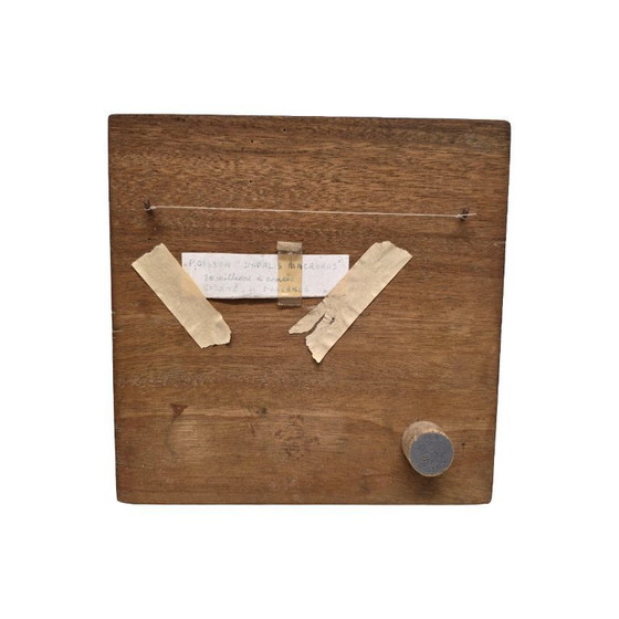 Image 1 of Poisson fossile Dapalis Macrurus encadré, 30/35 millions d'années