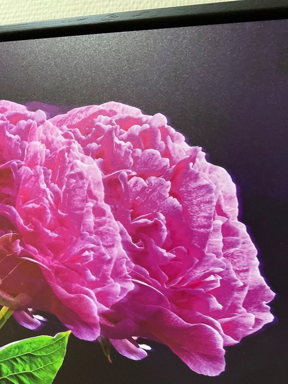 Image 1 of Photography Art on Aluminium 40x60 cm