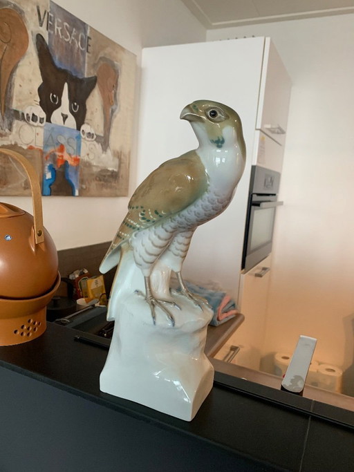 Very beautiful Falcon '