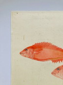 Pesce ad acquerello vintage - Dentice rosso