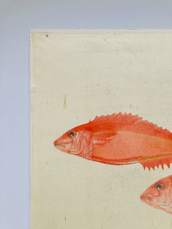 Image 1 of Pesce ad acquerello vintage - Dentice rosso