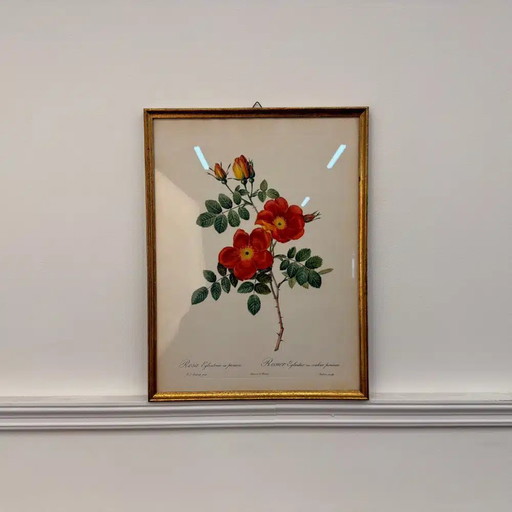 Stampa classica inglese Rosa Cappuccina in vendita?