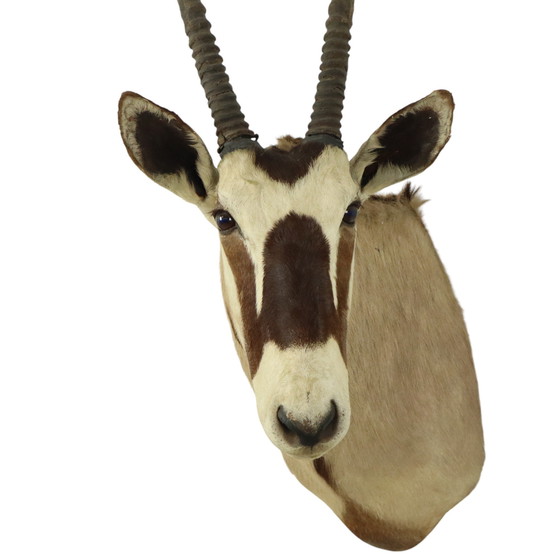 Image 1 of Taxidermie de l'antilope Oryx montée Gemsbok