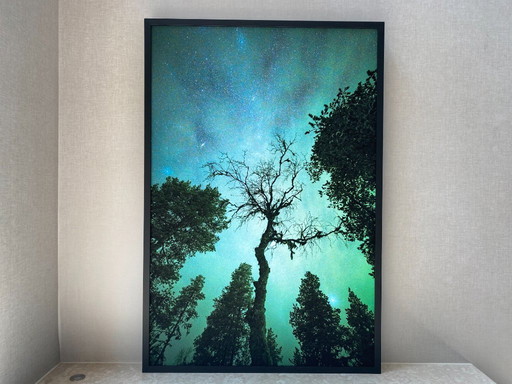 Bosque en la aurora boreal 100x70cm (Edición 4/15)