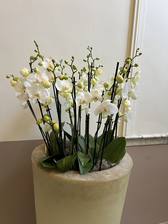 Image 1 of Jardinera de fibra de vidrio 1984 / 140 cm de alto