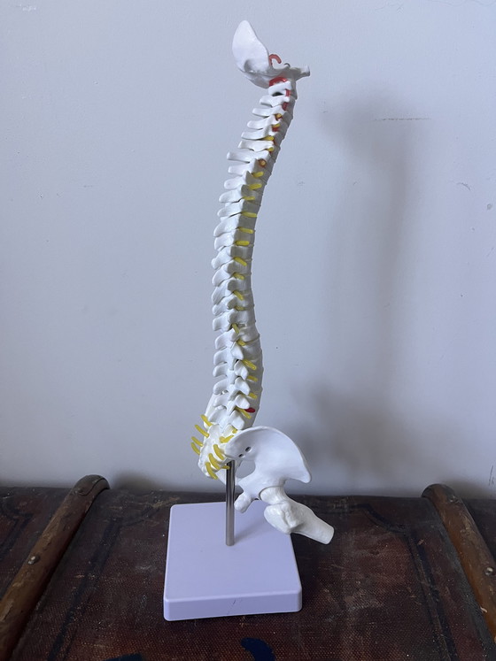 Image 1 of Anatomical decoration x 5