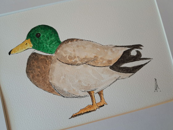 Peinture aquarelle canard mâle | Cadre inclus, Peintures et dessins, Papier, Marron (photo 6 sur 6)