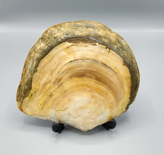 Image 1 of A Large Decorative Shell With Mother of Pearl in Relief