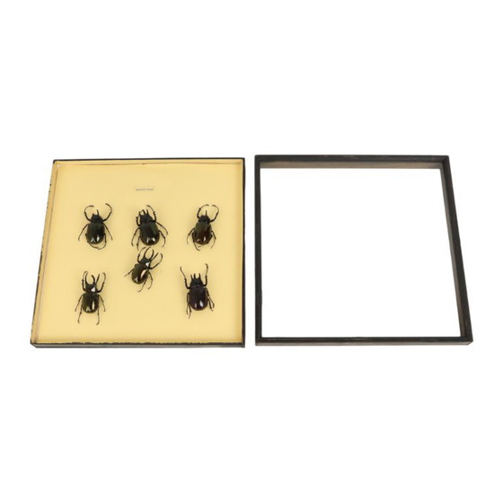 Collezione di scarabei incorniciati, scarabei Atlas, Oggetti decorativi, Legno, Vetro, Nero, Vintage (foto 5 di 10)